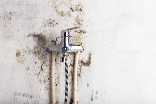 Mold Removal and Inspection in Castle Shannon, PA