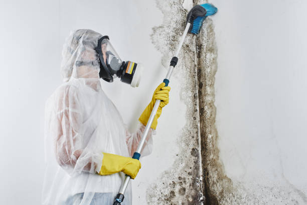 Best Mold Cleaning Services  in Castle Shannon, PA