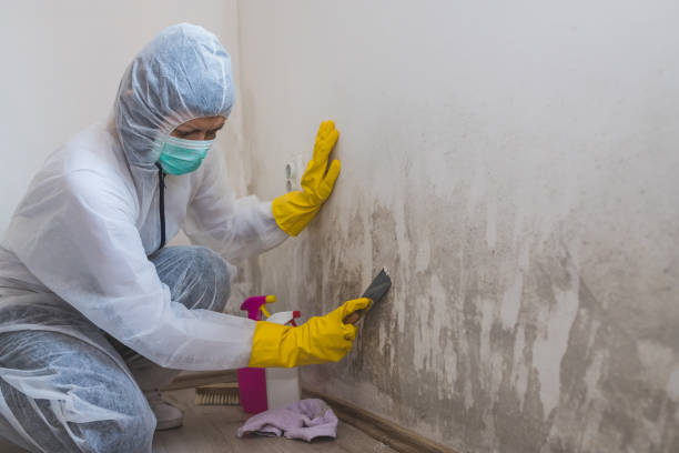 Best Attic Mold Removal  in Castle Shannon, PA