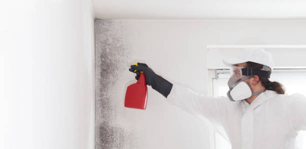 Best Toxic Mold Removal  in Castle Shannon, PA