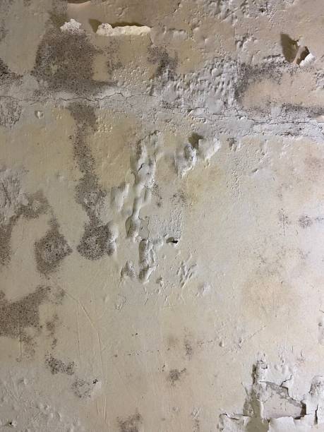 Best Black Mold Removal  in Castle Shannon, PA