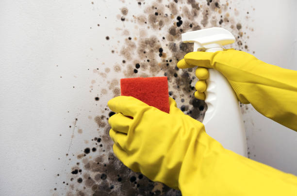 Best Crawl Space Mold Removal  in Castle Shannon, PA