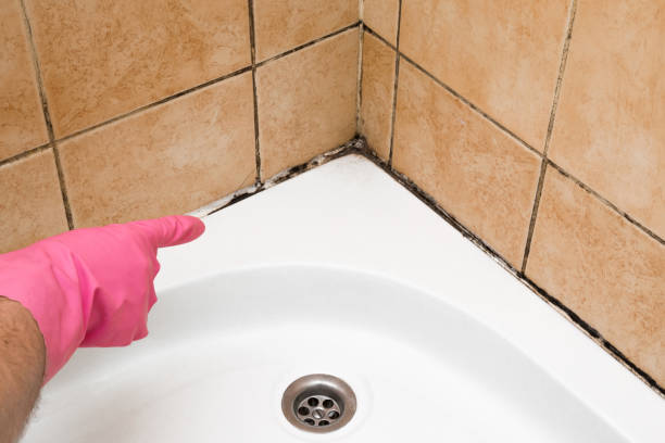 Best Mold Removal Near Me  in Castle Shannon, PA